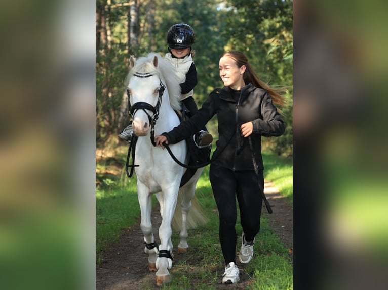 Pozostałe rasy Wałach 9 lat 122 cm  in Oost West en Middelbeers