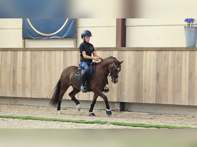 Pozostałe rasy Wałach 9 lat 124 cm  in Oost West en Middelbeers