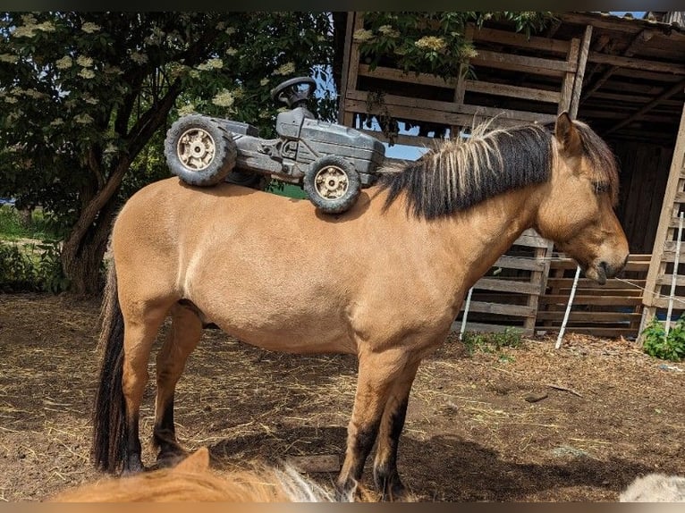 Pozostałe rasy Wałach 9 lat 138 cm Bułana in Rehau