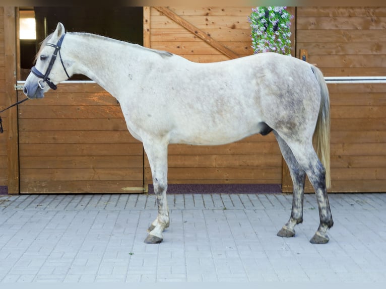 Pozostałe rasy Wałach 9 lat 146 cm Siwa in Jelenia Góra