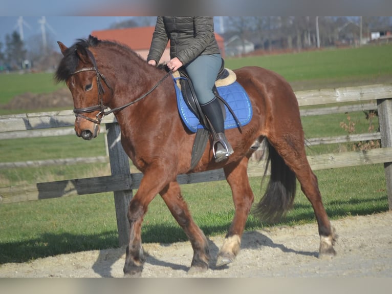 Pozostałe rasy Wałach 9 lat 151 cm Gniada in Breda