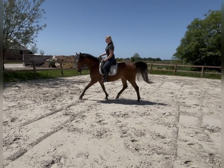 Pozostałe rasy Mix Wałach 9 lat 156 cm Gniada in Parrega