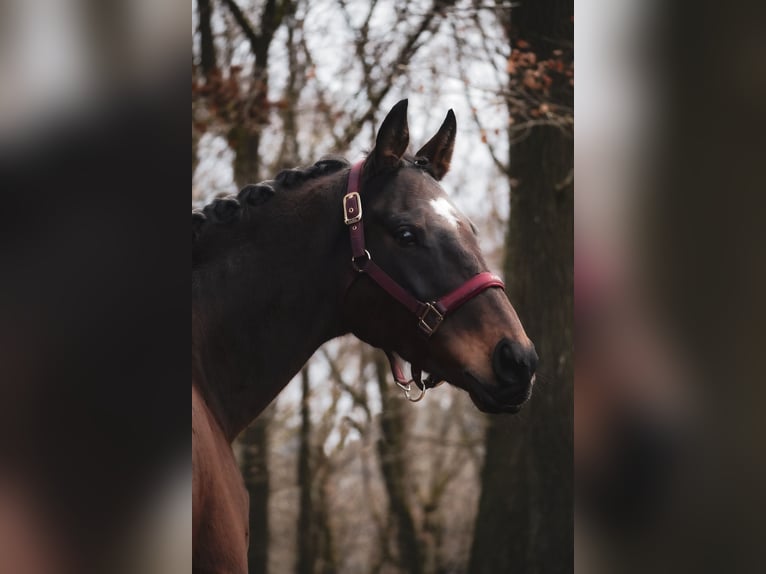 Pozostałe rasy Wałach 9 lat 162 cm Gniada in Nettersheim