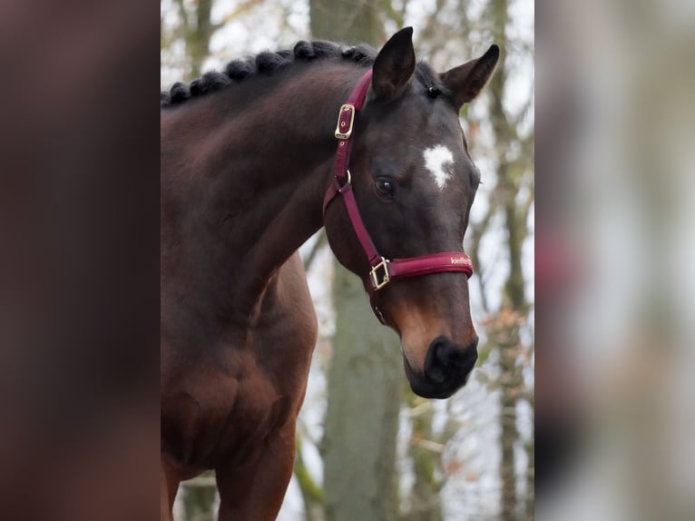 Pozostałe rasy Wałach 9 lat 162 cm Gniada in Nettersheim
