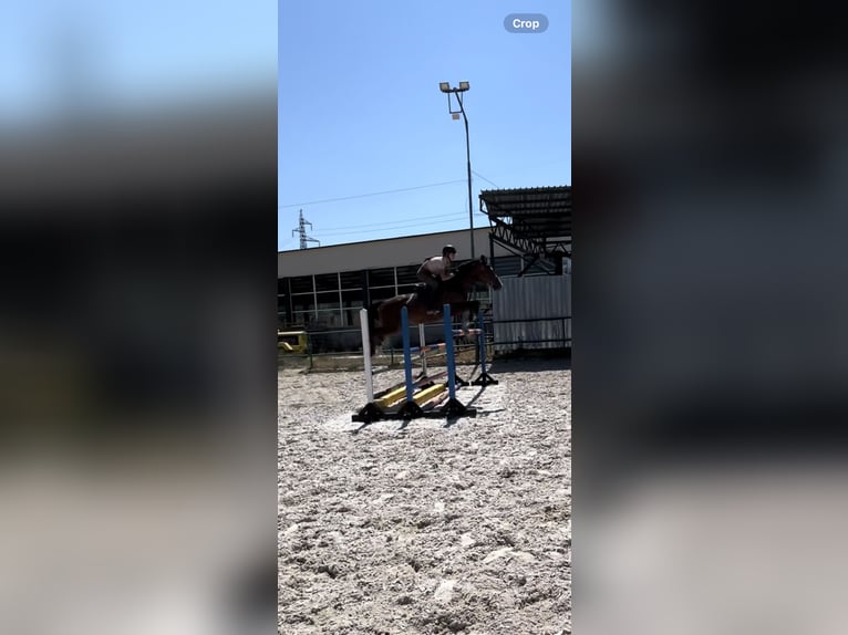 Pozostałe rasy Mix Wałach 9 lat 165 cm Kara in Senovo