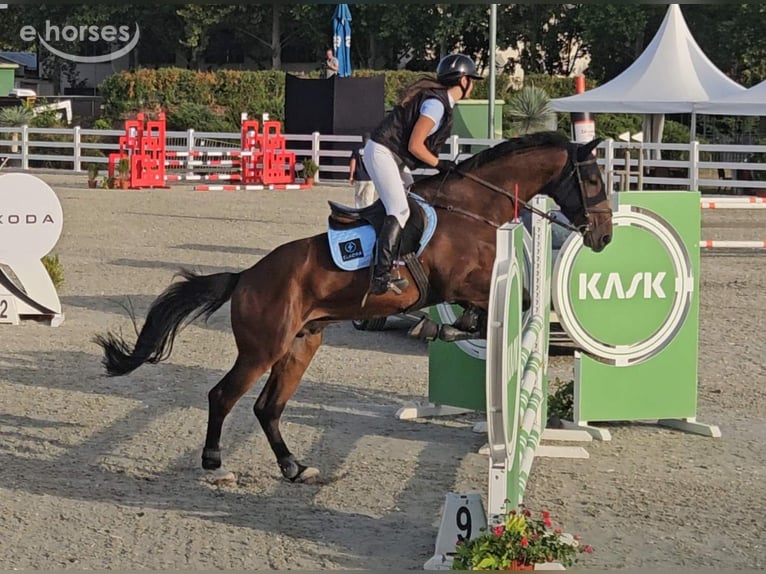 Pozostałe rasy Wałach 9 lat 168 cm Gniada in Skopje