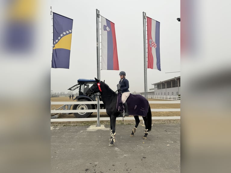 Pozostałe rasy Wałach 9 lat Kara in Nazarje