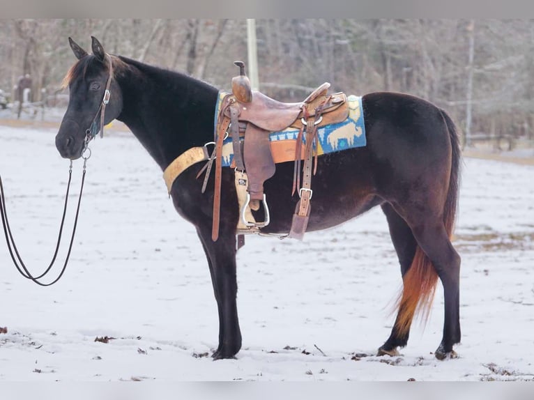 Pozostałe rasy Klacz 10 lat 142 cm Ciemnogniada in Sonora