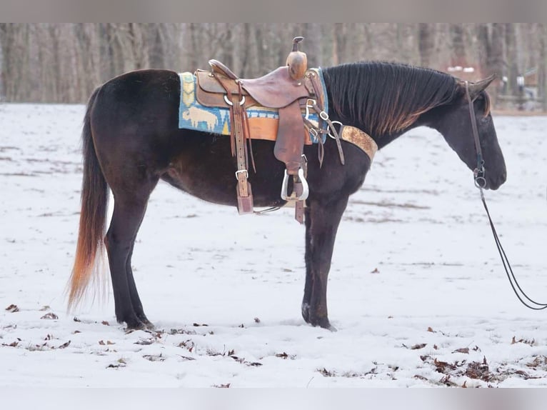 Pozostałe rasy Klacz 10 lat 142 cm Ciemnogniada in Sonora