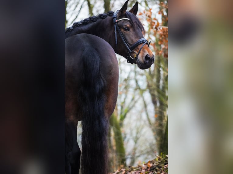 Pozostałe rasy Klacz 10 lat 165 cm Ciemnogniada in Nettersheim