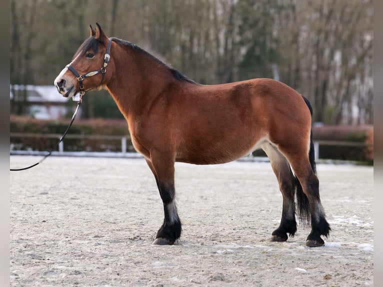 Pozostałe rasy Klacz 12 lat 153 cm Gniada in Neustadt (Wied)