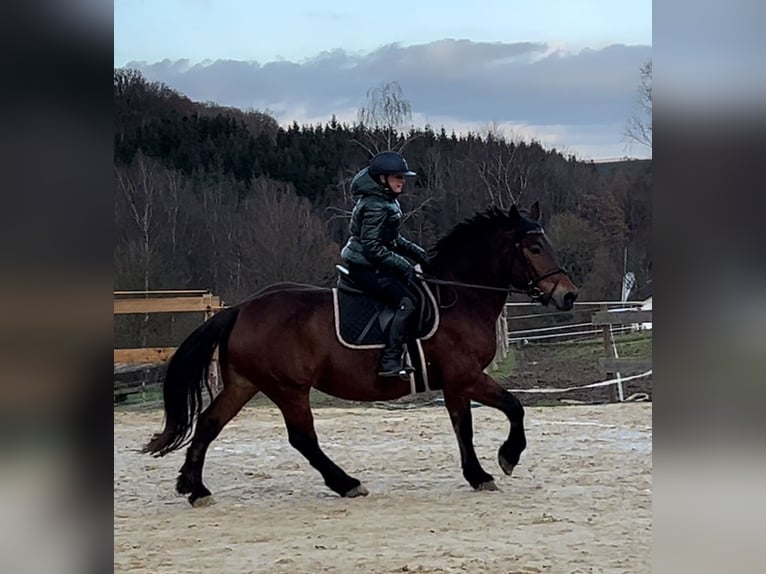 Pozostałe rasy Klacz 12 lat 157 cm Gniada in Meschede