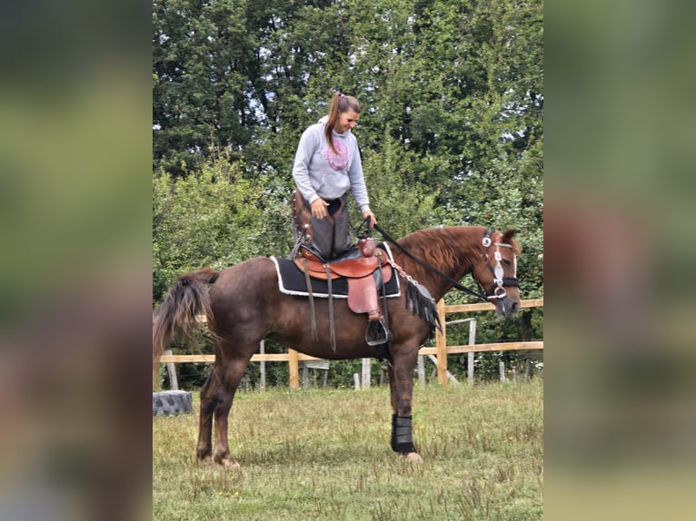 Pozostałe rasy Klacz 13 lat 155 cm Ciemnokasztanowata in Linkenbach6900