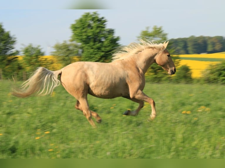 Pozostałe rasy Klacz 13 lat 158 cm Bułana in Bad Schwalbach