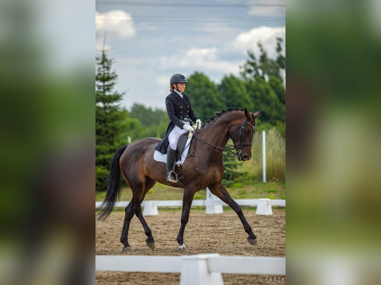 Pozostałe rasy Klacz 14 lat 172 cm Ciemnogniada in Winterthur