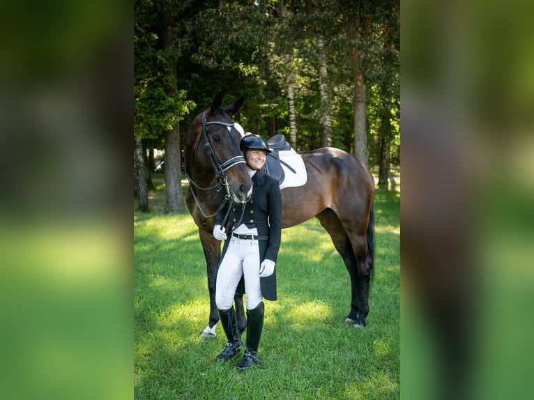 Pozostałe rasy Klacz 14 lat 172 cm Ciemnogniada in Winterthur