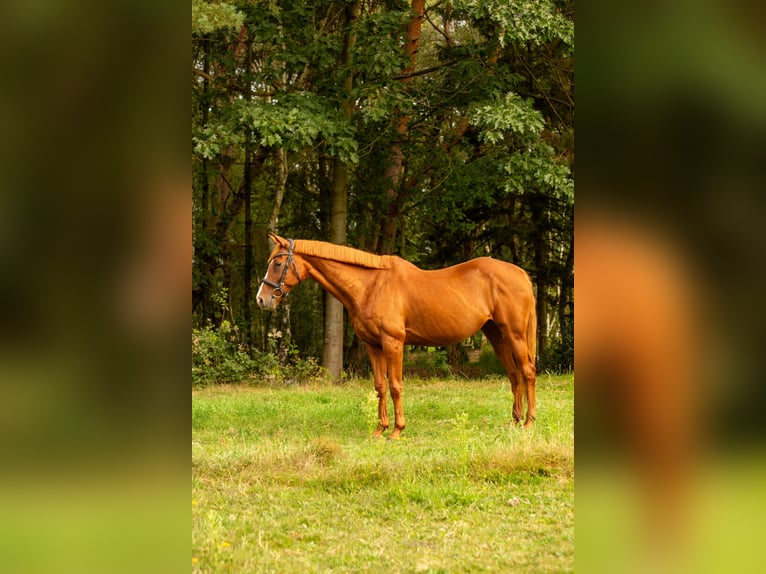 Pozostałe rasy Mix Klacz 16 lat 155 cm Kasztanowata in Bilzen