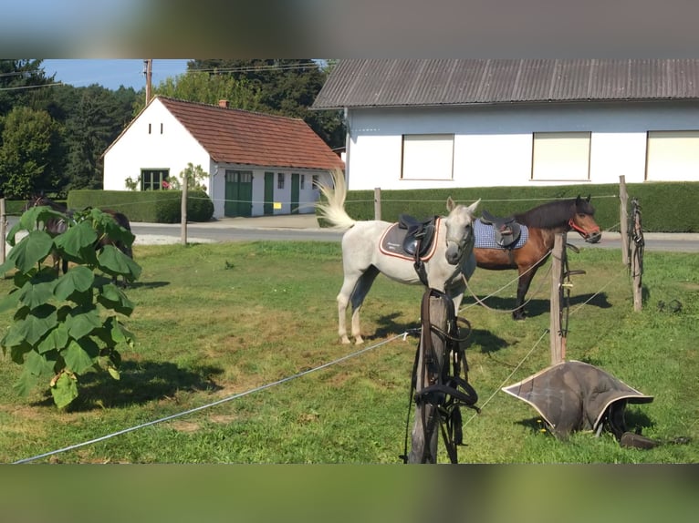 Pozostałe rasy Mix Klacz 17 lat 152 cm Siwa in Kohfidisch