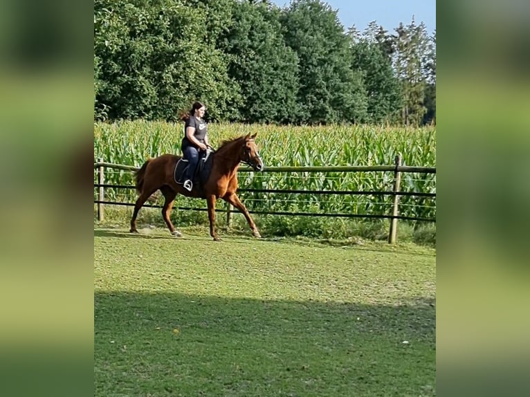 Pozostałe rasy Mix Klacz 24 lat 152 cm Kasztanowata in Wildeshausen