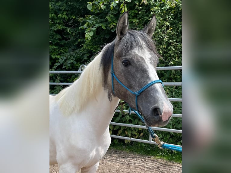 Pozostałe rasy Klacz 2 lat 150 cm Bułana in Niederaula