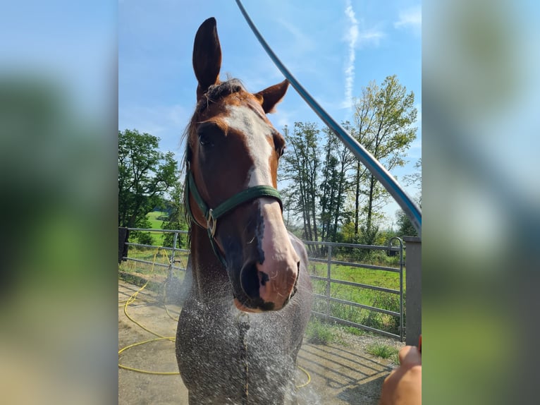 Pozostałe rasy Klacz 5 lat 161 cm Sabino in Aletshausen