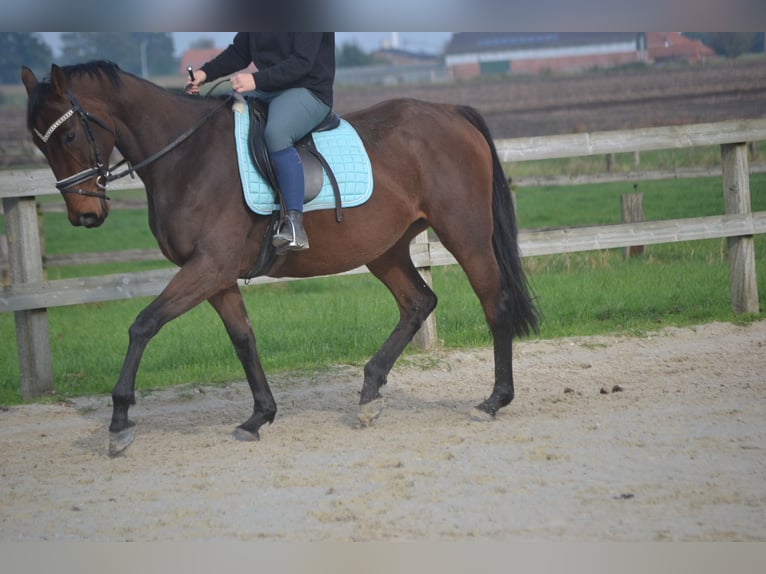 Pozostałe rasy Klacz 5 lat 162 cm Gniada in wuustwezel