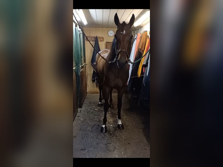 Pozostałe rasy Klacz 6 lat 152 cm Jasnogniada in Schleißheim