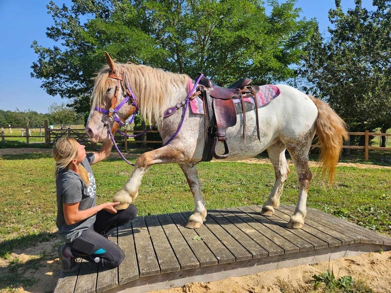 Pozostałe rasy Klacz 6 lat 152 cm Tarantowata in Linkenbach