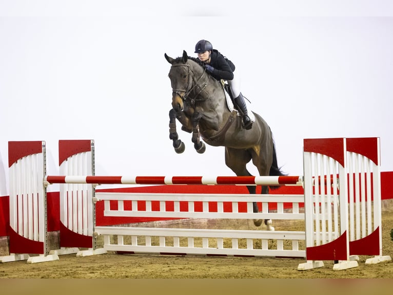 Pozostałe rasy Klacz 6 lat 168 cm Ciemnogniada in Waddinxveen