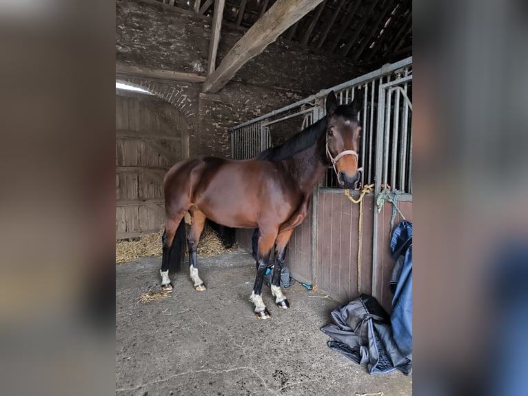 Pozostałe rasy Klacz 7 lat 165 cm Gniada in Vieux-condé