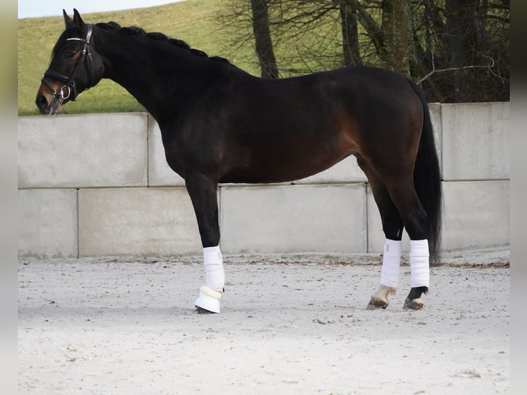 Pozostałe rasy Klacz 7 lat 165 cm Gniada in Nettersheim