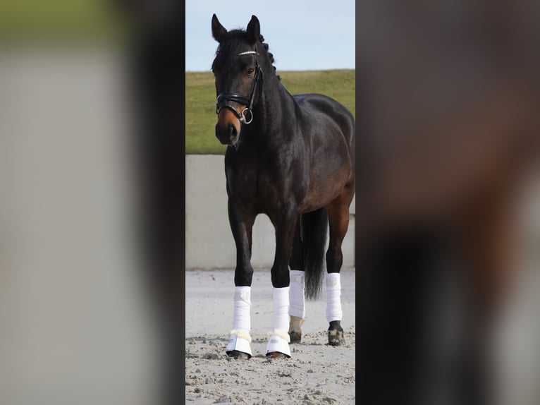 Pozostałe rasy Klacz 7 lat 165 cm Gniada in Nettersheim