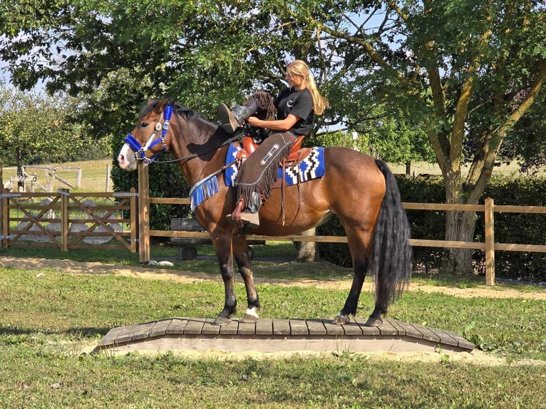 Pozostałe rasy Klacz 8 lat 158 cm Gniada in Linkenbach