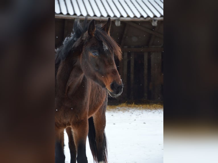 Pozostałe rasy Klacz 9 lat 175 cm Gniada in Bad Leonfelden