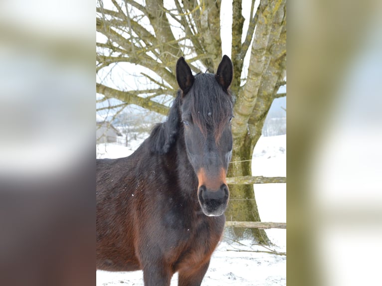 Pozostałe rasy Klacz 9 lat 175 cm Gniada in Bad Leonfelden