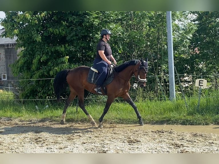 Pozostałe rasy Klacz 9 lat 175 cm Gniada in Bad Leonfelden