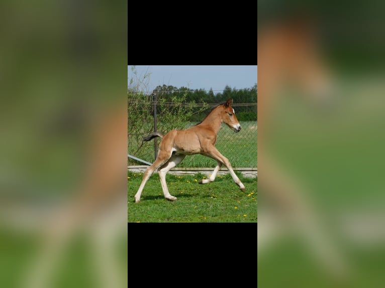 Pozostałe rasy Klacz Źrebak (04/2024) 160 cm Gniada in Baranów