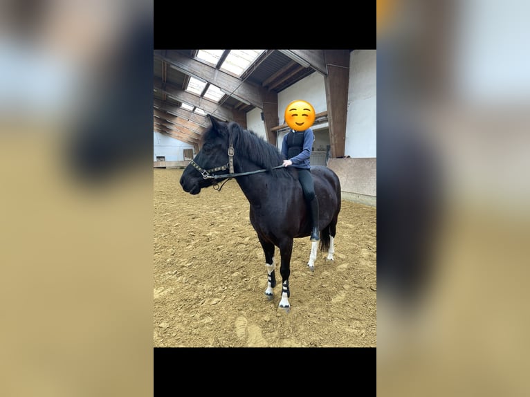 Pozostałe rasy Wałach 10 lat 140 cm Kara in Ahlen