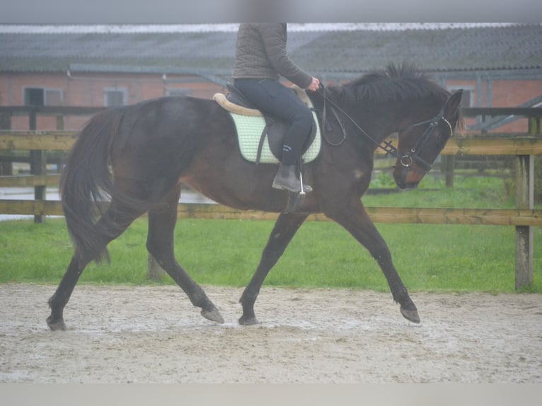 Pozostałe rasy Wałach 11 lat 162 cm Ciemnogniada in Breda