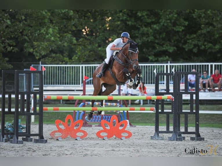 Pozostałe rasy Wałach 14 lat 170 cm Gniada in Gorizia