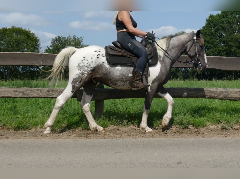 Pozostałe rasy Wałach 3 lat 141 cm Srokata in Lathen