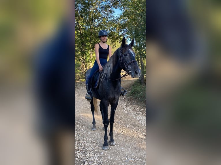 Pozostałe rasy Wałach 3 lat 160 cm Siwa in Gréoux les bains.