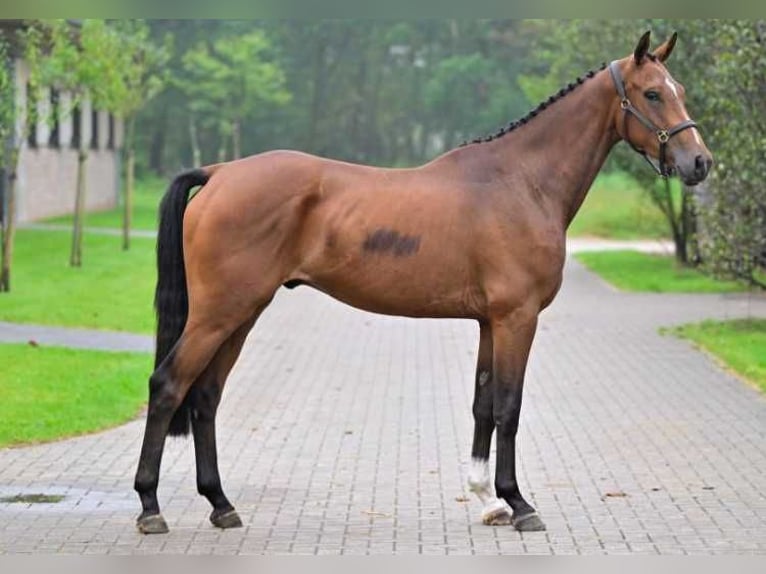 Pozostałe rasy Wałach 3 lat 169 cm in Zele