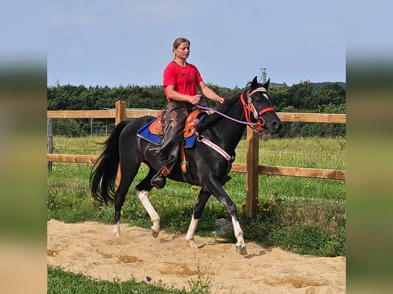 Pozostałe rasy Wałach 4 lat 153 cm Srokata in Linkenbach