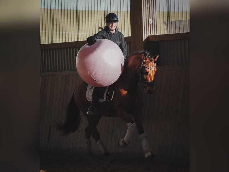 Pozostałe rasy Wałach 4 lat 160 cm Gniada in Nettersheim