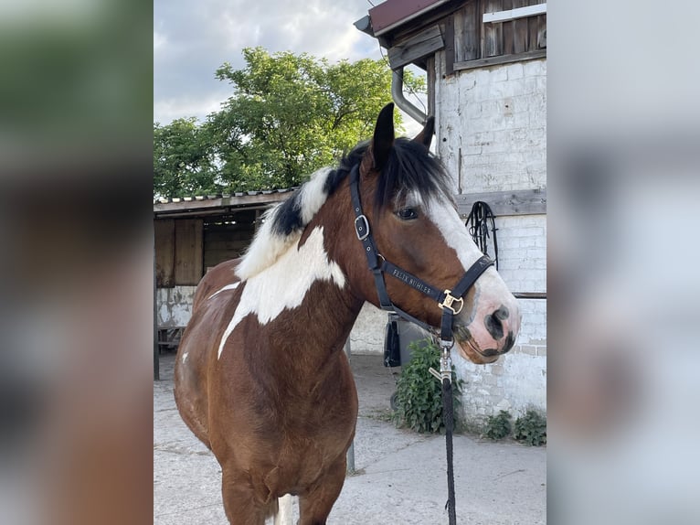 Pozostałe rasy Wałach 5 lat 153 cm Srokata in Berlin