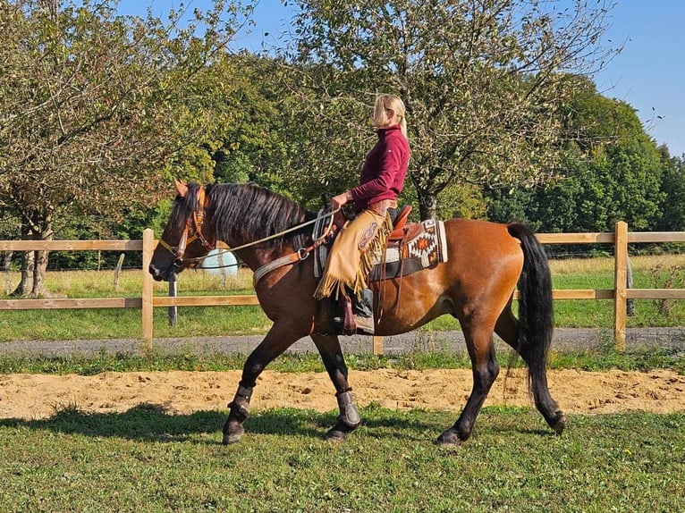 Pozostałe rasy Wałach 5 lat 156 cm Gniada in Linkenbach