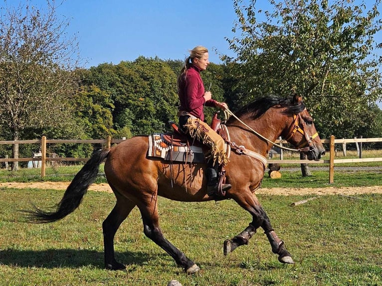 Pozostałe rasy Wałach 5 lat 156 cm Gniada in Linkenbach