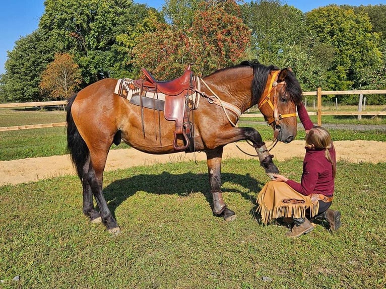 Pozostałe rasy Wałach 5 lat 156 cm Gniada in Linkenbach