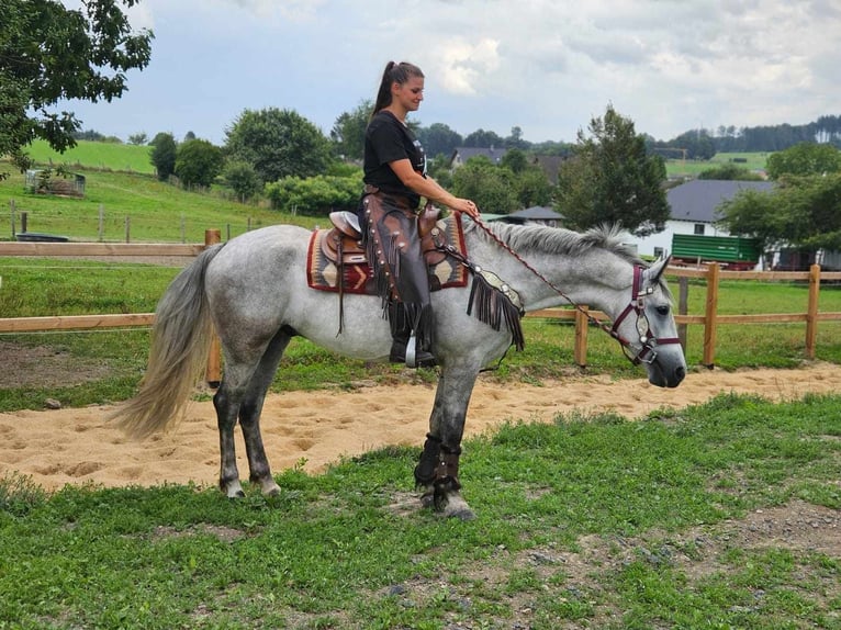 Pozostałe rasy Wałach 5 lat 156 cm Siwa in Linkenbach